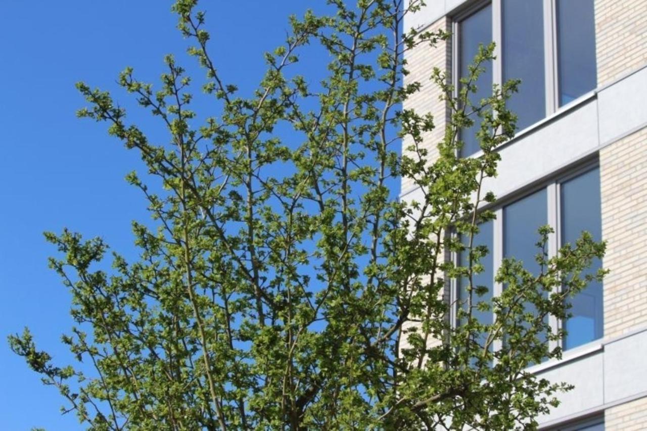 Quartier Hohe Geest 9 - Wolke 9 Apartment *